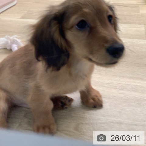 宮崎県のカニンヘンダックスフンド(ロング) (ペットプラス 宮崎店/2025年12月18日生まれ/男の子/レッド)の子犬の4枚目の画像