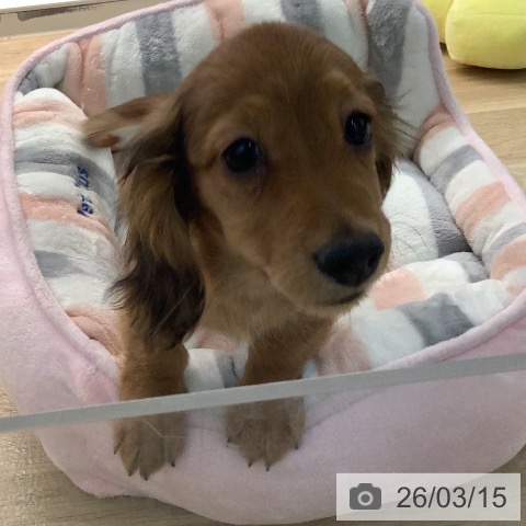 宮崎県のカニンヘンダックスフンド(ロング) (ペットプラス 宮崎店/2025年12月18日生まれ/男の子/レッド)の子犬の3枚目の画像