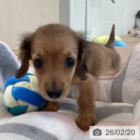 福岡県のカニンヘンダックスフンド(ロング) (ペットプラス ららぽーと福岡店/2025年12月18日生まれ/女の子/レッド)の子犬の4枚目の画像