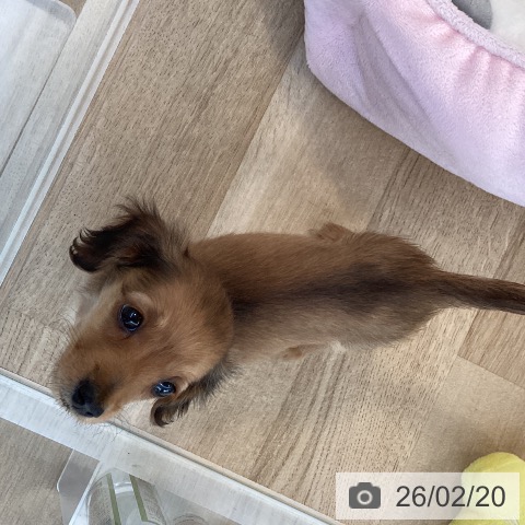 福岡県のカニンヘンダックスフンド(ロング) (ペットプラス ららぽーと福岡店/2025年12月18日生まれ/女の子/レッド)の子犬の3枚目の画像