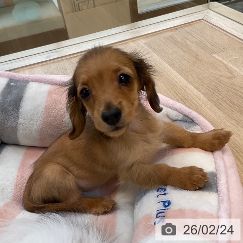 福岡県のカニンヘンダックスフンド(ロング) (ペットプラス ららぽーと福岡店/2025年12月18日生まれ/女の子/レッド)の子犬の4枚目の画像