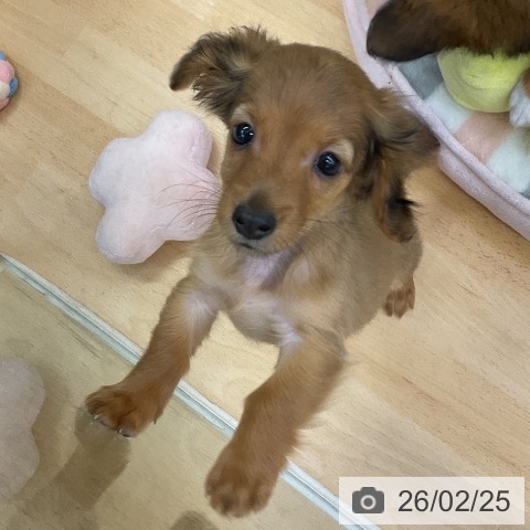 福岡県のカニンヘンダックスフンド(ロング) (ペットプラス 福岡店/2025年12月18日生まれ/女の子/レッド)の子犬の4枚目の画像