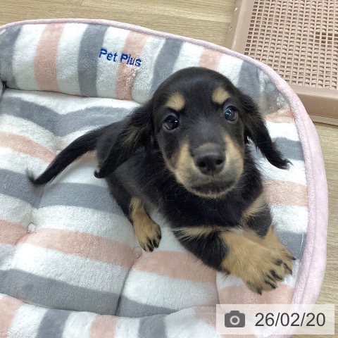 福岡県のミニチュアダックスフンド(ロング) (ペットプラス 春日店/2025年12月16日生まれ/男の子/ブラックイエロー)の子犬の4枚目の画像