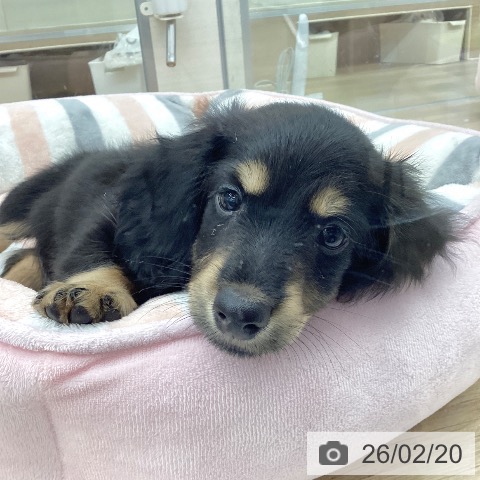 福岡県のミニチュアダックスフンド(ロング) (ペットプラス 春日店/2025年12月16日生まれ/男の子/ブラックイエロー)の子犬の3枚目の画像