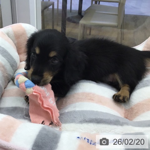 福岡県のミニチュアダックスフンド(ロング) (ペットプラス 春日店/2025年12月16日生まれ/男の子/ブラックイエロー)の子犬の3枚目の画像