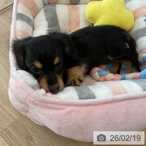 福岡県のミニチュアダックスフンド(ロング) (ペットプラス ららぽーと福岡店/2025年12月16日生まれ/女の子/ブラックイエロー)の子犬の4枚目の画像