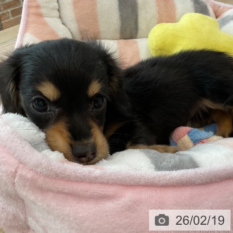 福岡県のミニチュアダックスフンド(ロング) (ペットプラス ららぽーと福岡店/2025年12月16日生まれ/女の子/ブラックイエロー)の子犬の3枚目の画像