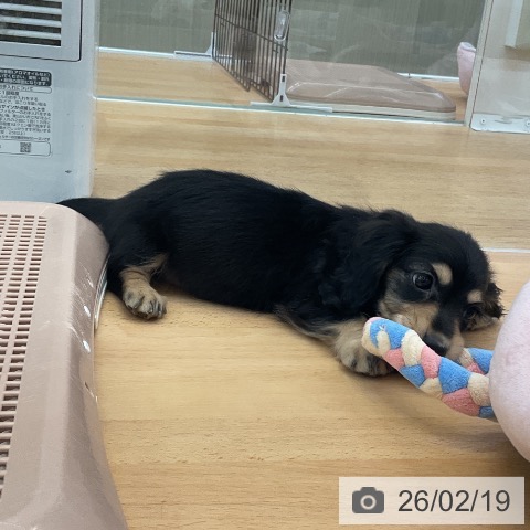 福岡県のミニチュアダックスフンド(ロング) (ペットプラス 福岡店/2025年12月16日生まれ/女の子/ブラックイエロー)の子犬の4枚目の画像