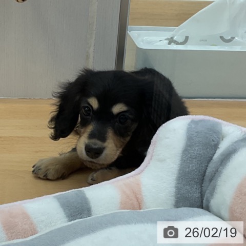 福岡県のミニチュアダックスフンド(ロング) (ペットプラス 福岡店/2025年12月16日生まれ/女の子/ブラックイエロー)の子犬の3枚目の画像