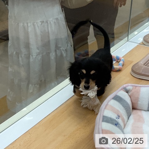 福岡県のミニチュアダックスフンド(ロング) (ペットプラス 福岡店/2025年12月16日生まれ/女の子/ブラックイエロー)の子犬の4枚目の画像