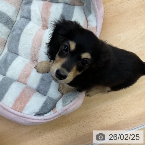 福岡県のミニチュアダックスフンド(ロング) (ペットプラス 福岡店/2025年12月16日生まれ/女の子/ブラックイエロー)の子犬の3枚目の画像