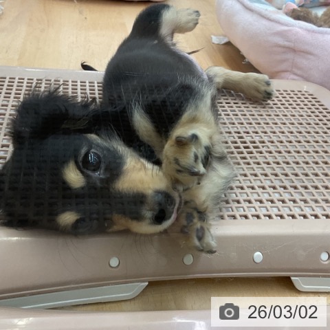 福岡県のミニチュアダックスフンド(ロング) (ペットプラス 福岡店/2025年12月16日生まれ/女の子/ブラックイエロー)の子犬の3枚目の画像