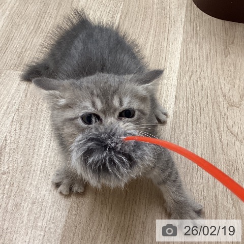 福岡県のブリティッシュロングヘアー (ペットプラス ららぽーと福岡店/2025年12月17日生まれ/男の子/ブルータビー)の子猫の4枚目の画像