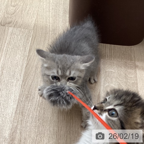 福岡県のブリティッシュロングヘアー (ペットプラス ららぽーと福岡店/2025年12月17日生まれ/男の子/ブルータビー)の子猫の3枚目の画像