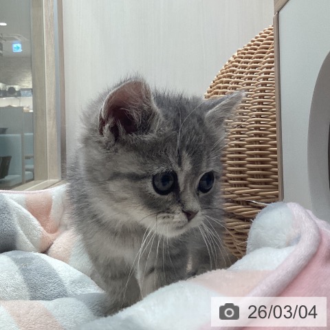 福岡県のブリティッシュロングヘアー (ペットプラス ららぽーと福岡店/2025年12月17日生まれ/男の子/ブルータビー)の子猫の4枚目の画像