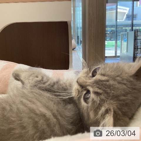 福岡県のブリティッシュロングヘアー (ペットプラス ららぽーと福岡店/2025年12月17日生まれ/男の子/ブルータビー)の子猫の3枚目の画像