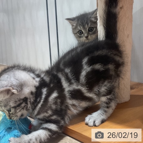 ブリティッシュロングヘアの写真