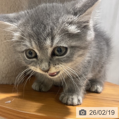 ブリティッシュロングヘアの写真