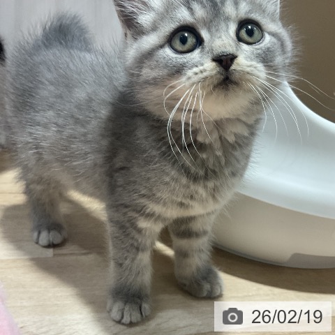 福岡県のブリティッシュロングヘアー (ペットプラス 八幡東店/2025年12月17日生まれ/男の子/ブルータビー)の子猫の4枚目の画像