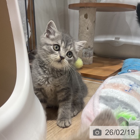 ブリティッシュロングヘアの写真