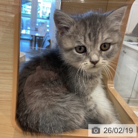 ブリティッシュロングヘアの写真