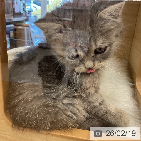 ブリティッシュロングヘアの写真