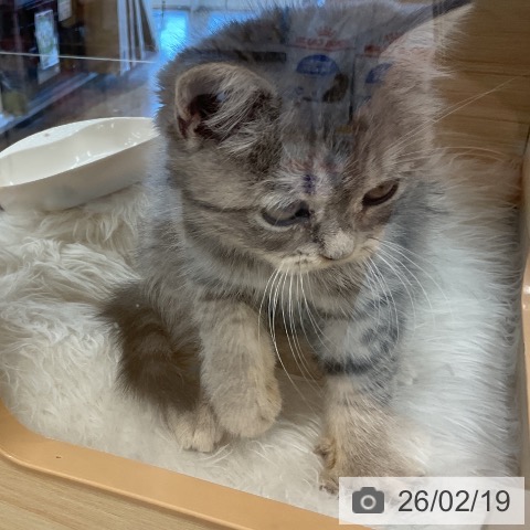 ブリティッシュロングヘアの写真