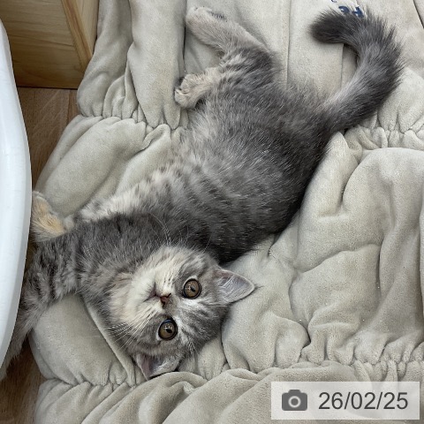 福岡県のブリティッシュロングヘアー (ペットプラス 福岡店/2025年12月17日生まれ/女の子/ブルータビー)の子猫の4枚目の画像