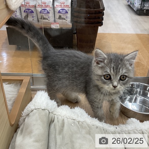 福岡県のブリティッシュロングヘアー (ペットプラス 福岡店/2025年12月17日生まれ/女の子/ブルータビー)の子猫の3枚目の画像