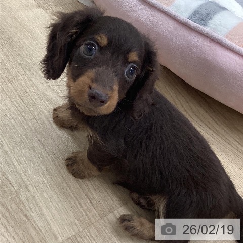 福岡県のカニンヘンダックスフンド(ロング) (ペットプラス 春日店/2025年12月16日生まれ/男の子/チョコレートタン)の子犬の4枚目の画像