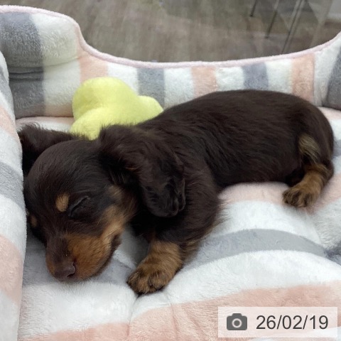 福岡県のカニンヘンダックスフンド(ロング) (ペットプラス 春日店/2025年12月16日生まれ/男の子/チョコレートタン)の子犬の3枚目の画像