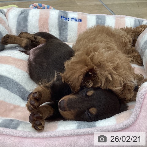 福岡県のカニンヘンダックスフンド(ロング) (ペットプラス 春日店/2025年12月16日生まれ/男の子/チョコレートタン)の子犬の3枚目の画像