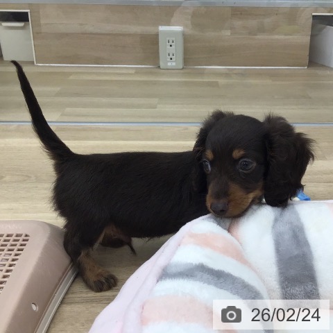 福岡県のカニンヘンダックスフンド(ロング) (ペットプラス 春日店/2025年12月16日生まれ/男の子/チョコレートタン)の子犬の3枚目の画像