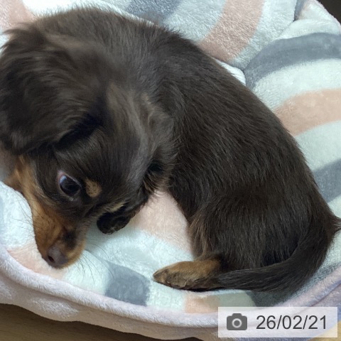 カニーンヘン・ダックスフンドの写真