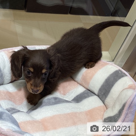 カニーンヘン・ダックスフンドの写真