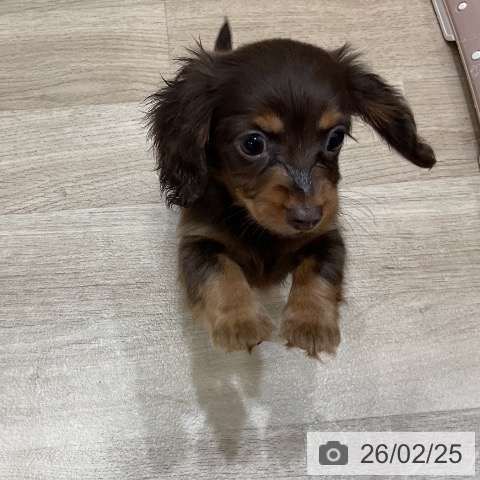 福岡県のカニンヘンダックスフンド(ロング) (ペットプラス 香椎浜店/2025年12月16日生まれ/女の子/チョコレートタン)の子犬の3枚目の画像