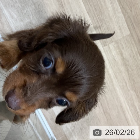 福岡県のカニンヘンダックスフンド(ロング) (ペットプラス 香椎浜店/2025年12月16日生まれ/女の子/チョコレートタン)の子犬の3枚目の画像