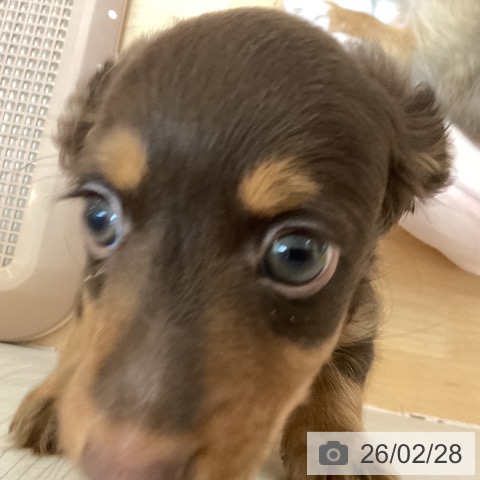 福岡県のカニンヘンダックスフンド(ロング) (ペットプラス 福岡伊都店/2025年12月19日生まれ/男の子/チョコレートタン)の子犬の4枚目の画像