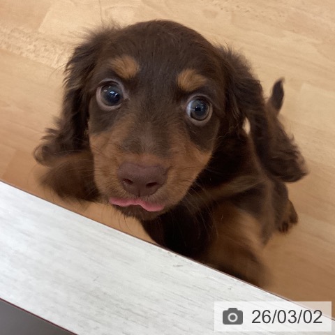 福岡県のカニンヘンダックスフンド(ロング) (ペットプラス 福岡伊都店/2025年12月19日生まれ/男の子/チョコレートタン)の子犬の3枚目の画像