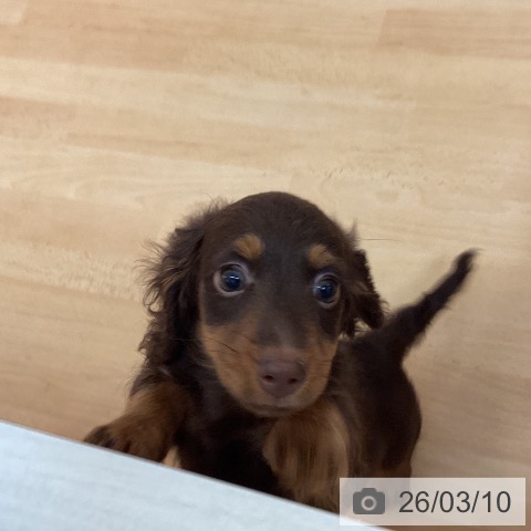 福岡県のカニンヘンダックスフンド(ロング) (ペットプラス 福岡伊都店/2025年12月19日生まれ/男の子/チョコレートタン)の子犬の3枚目の画像