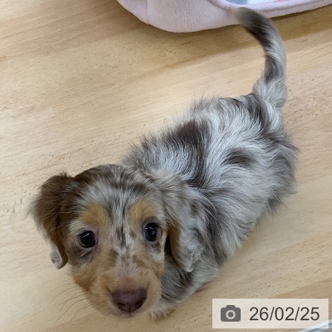 福岡県のカニンヘンダックスフンド(ロング) (ペットプラス 福岡店/2025年12月19日生まれ/男の子/チョコレートダップル)の子犬の4枚目の画像