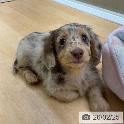 福岡県のカニンヘンダックスフンド(ロング) (ペットプラス 福岡店/2025年12月19日生まれ/男の子/チョコレートダップル)の子犬の3枚目の画像