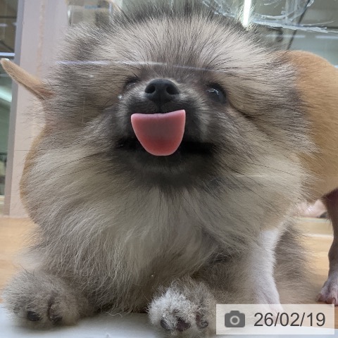 ポメラニアンの写真