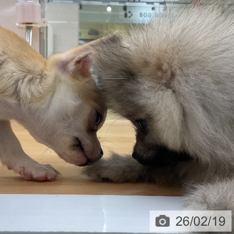 ポメラニアンの写真