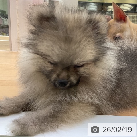 ポメラニアンの写真