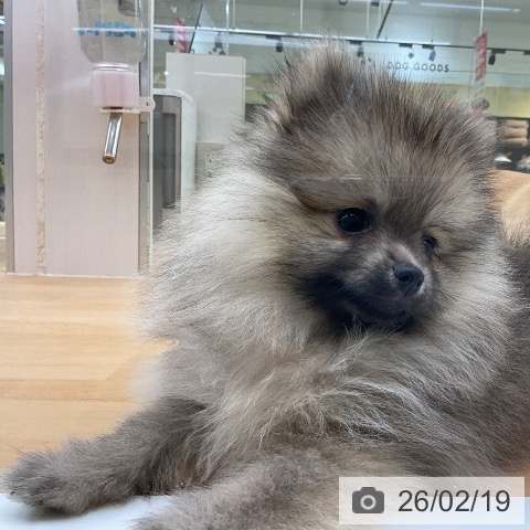 ポメラニアンの写真