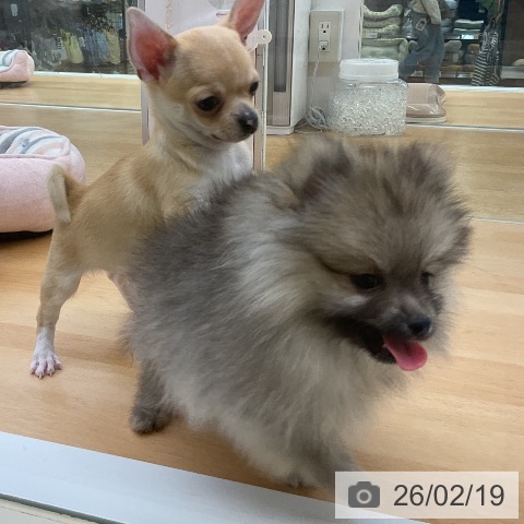 ポメラニアンの写真