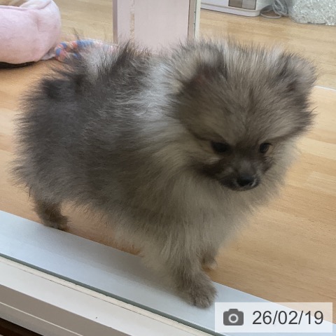 ポメラニアンの写真