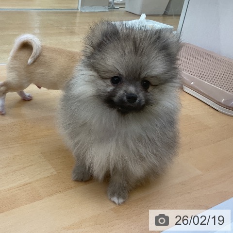 ポメラニアンの写真
