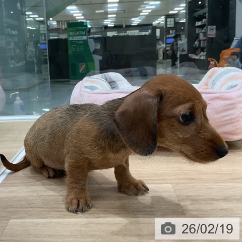 福岡県のカニンヘンダックスフンド(ロング) (ペットプラス 八幡東店/2025年12月18日生まれ/女の子/レッド)の子犬の4枚目の画像